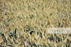 Wheat field