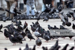 Pigeons