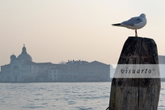 Seagull on a pile