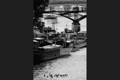 Swimming in Seine